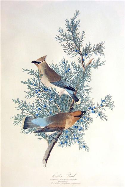 Appraisal: piece Chromolithograph Audubon John James Cedar Bird New York J