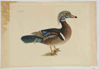 Appraisal: Mark Catesby British - The Summer Duck T unsigned from