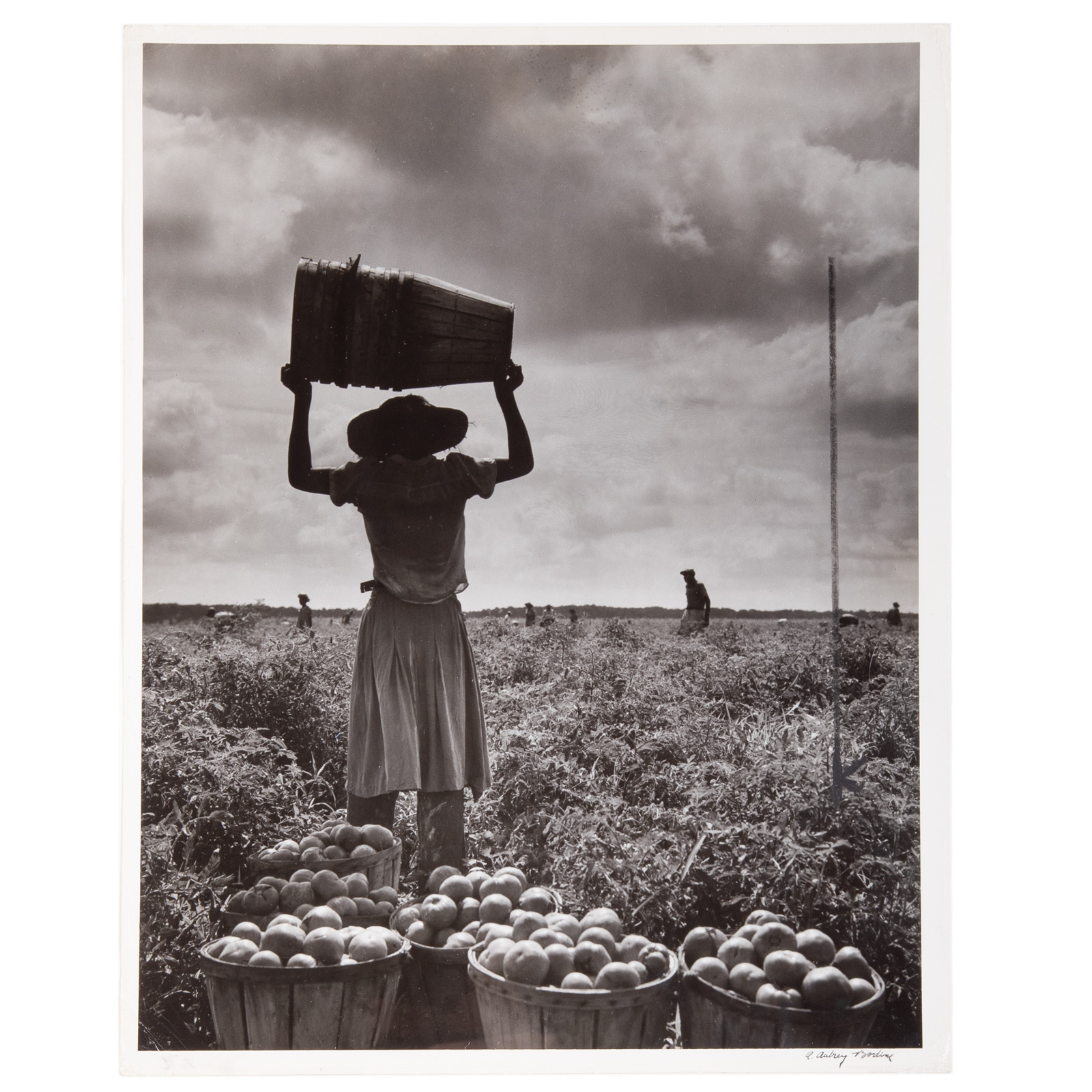 Appraisal: A AUBREY BODINE HARVESTERS American - Gelatin silver print signed