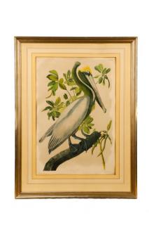 Appraisal: Audubon Brown Pelican Bien Edition Audubon Bien Edition John James