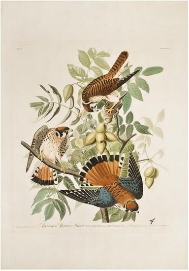 Appraisal: AUDUBON John James - American Sparrow Hawk Plate CXLII London