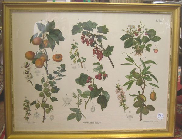 Appraisal: th Century Austrian Botanical Chromolithograph Flowering Fruits by Carl Gerolds