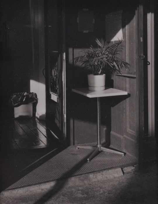 Appraisal: COSMO PRETE - PLANT ON PEDESTAL Platinum print x in