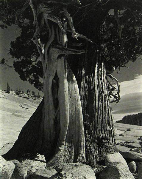 Appraisal: Edward Weston American - Juniper Tenaya Lake Silver gelatin print