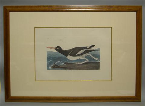 Appraisal: JAMES AUDUBON PIED OYSTER CATCHER Colored print x in sight