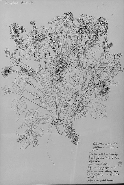 Appraisal: Alison Taylor British - Three floral sketches each monogrammed inscribed