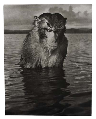 Appraisal: MIETH HANSEL - Santiago Island Caribbean Mad Monkey Silver print