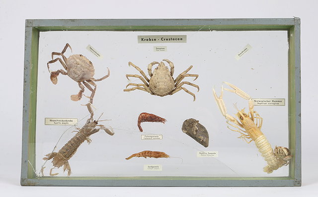 Appraisal: THREE VARIOUS DISPLAY CASES containing shells crabs and anemones together