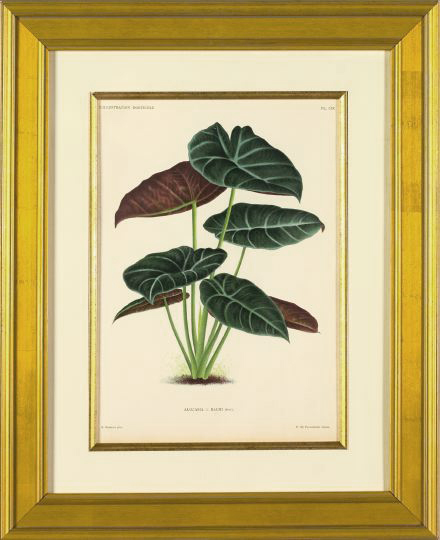 Appraisal: After Pieter de Pannemaker Flemish fl - Tropical Plants suite