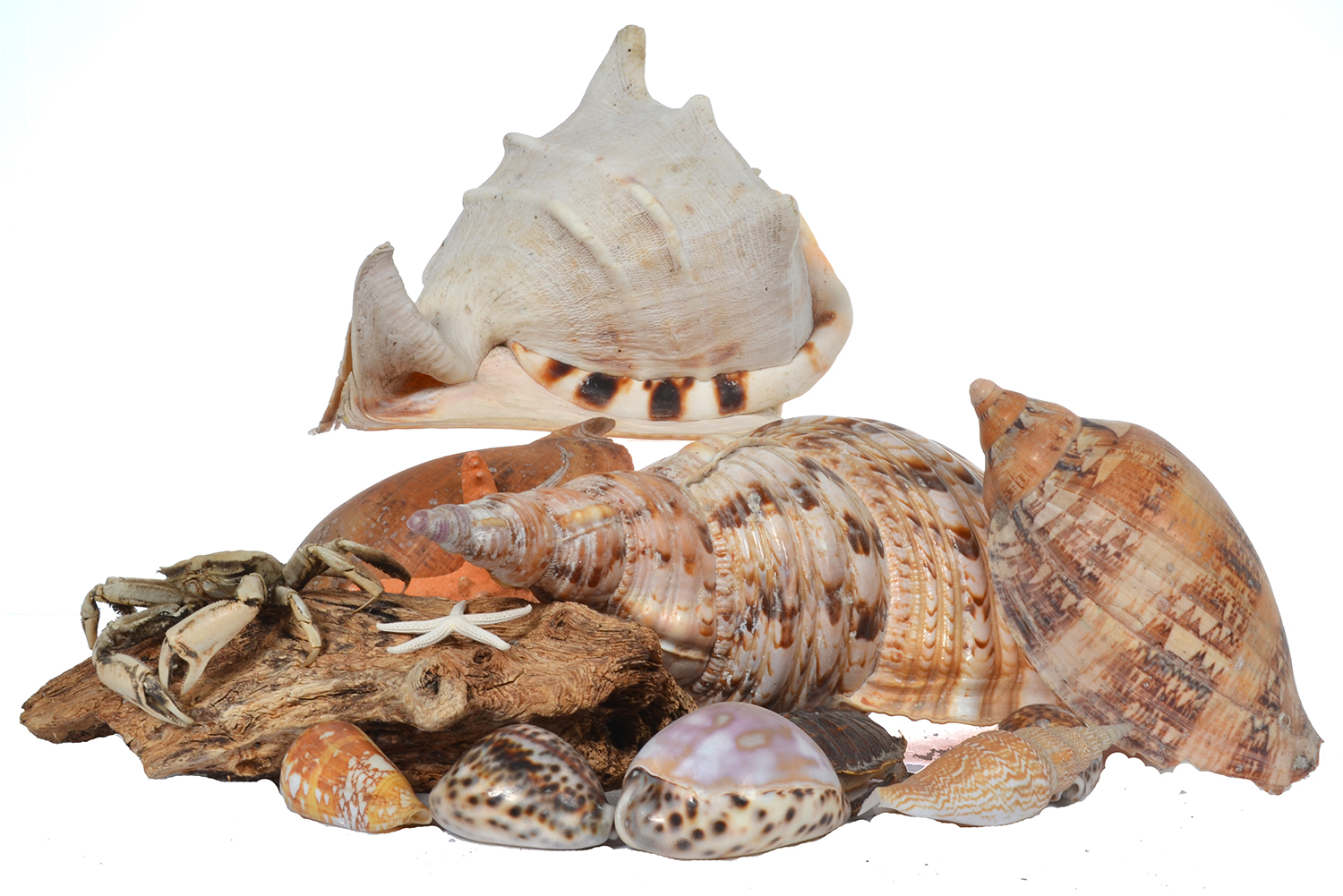 Appraisal: A LARGE COLLECTION OF ASSORTED SEA SHELLS CRABS CORAL AND