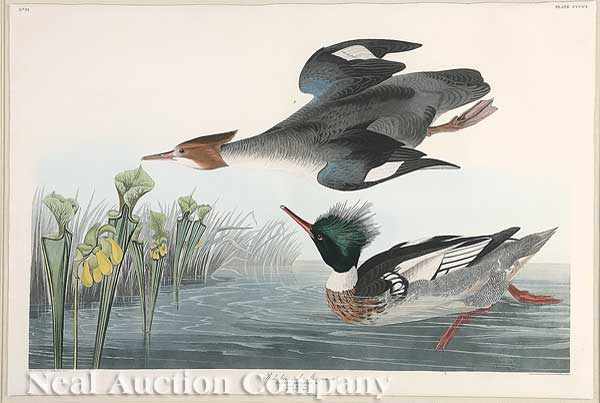 Appraisal: John James Audubon American - Red-breasted Merganser Plate hand-colored engraving