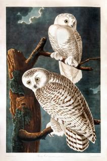 Appraisal: after John James Audubon Snowy Owlhand-colored engraving sheet size by