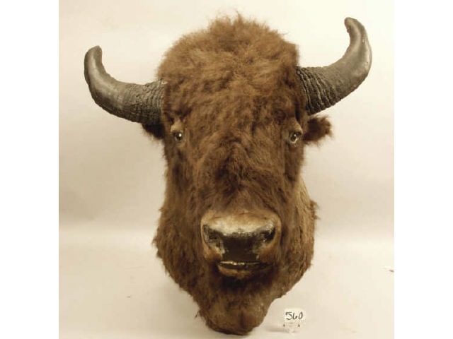 Appraisal: Large old buffalo bull mount Originally hung in an old