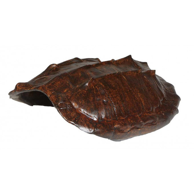 Appraisal: Large Louisiana Snapping Turtle Shell H - in W -