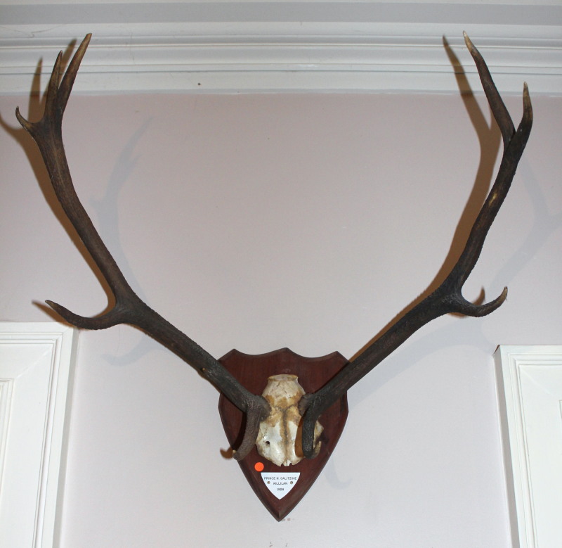 Appraisal: A pair of Stag antlers one with points and one