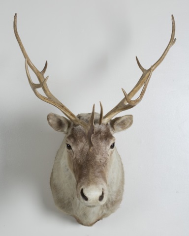 Appraisal: a Elk Trophy Jonas Brothers Taxidermy Mount H x W