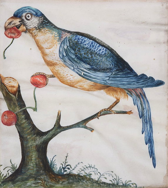 Appraisal: TH CENTURY GERMAN SCHOOLA parrot perched upon cherry branch watercolour