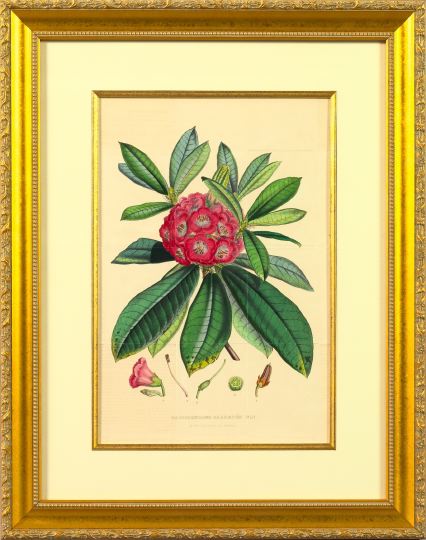 Appraisal: Horto Van Houtteano Belgian th Century Rhododendrons suite of four