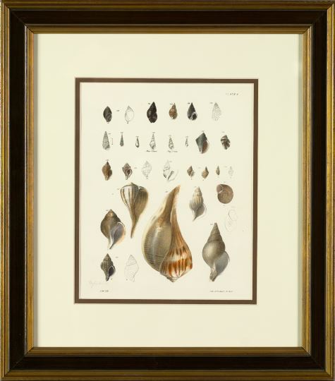 Appraisal: James Ellsworth DeKay American - Shells suite of eight hand-colored