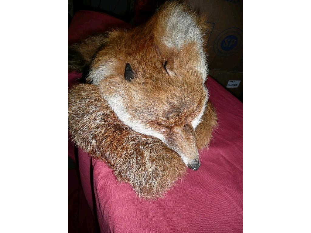 Appraisal: One red fox fur