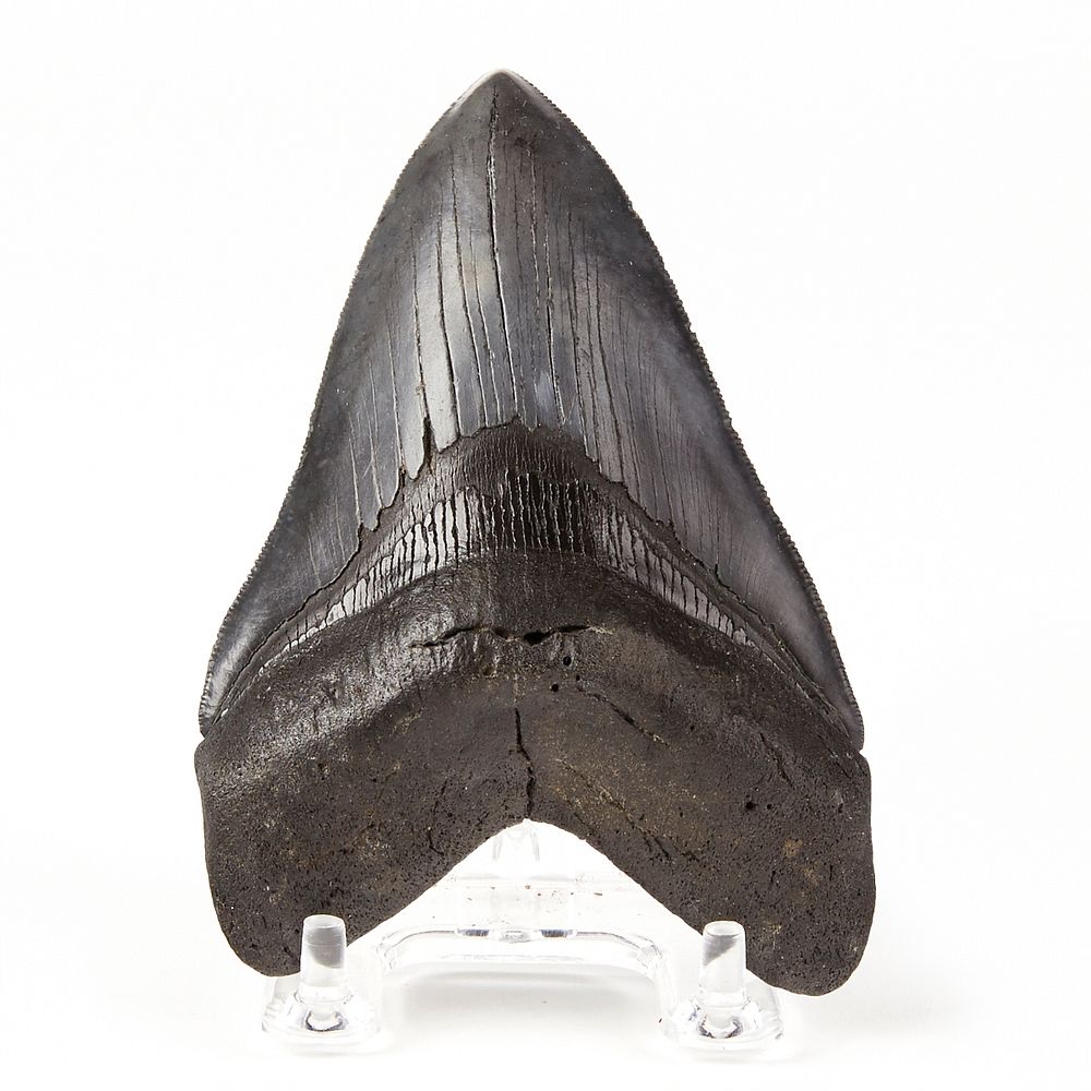 Appraisal: Megalodon Tooth North Carolina USA Large megalodon tooth fossil with