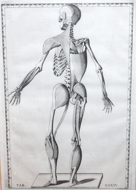 Appraisal: AN TH CENTURY ENGRAVED VIEW of the human skeleton viewed