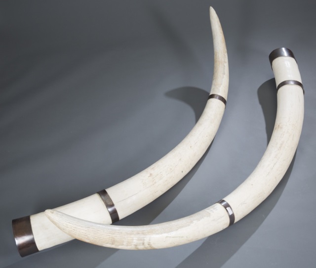 Appraisal: Pair of Elephant Tusks with Metal Bands Pair of monumental