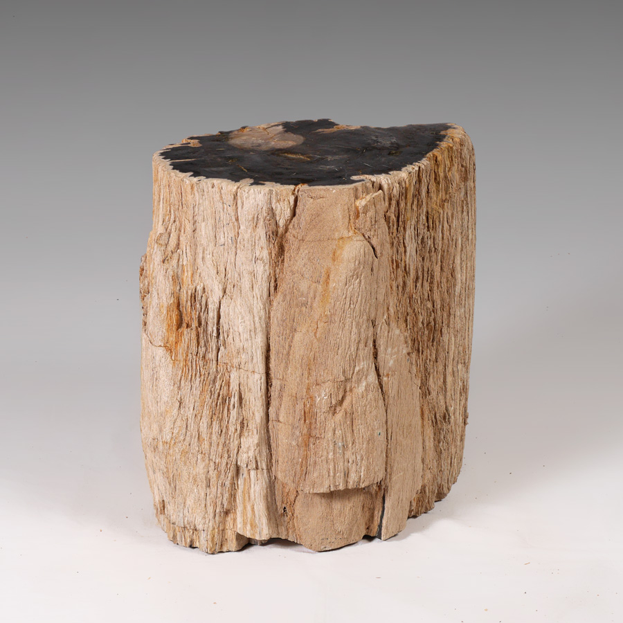 Appraisal: PETRIFIED WOOD STUMP END TABLE STAND Single stump of petrified