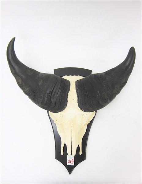 Appraisal: AFRICAN SAVANNA BUFFALO SKULL AND HORNS the whole attached to