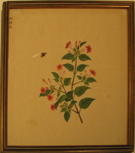 Appraisal: Artist late th Early th Century Chinese School Title Botanical