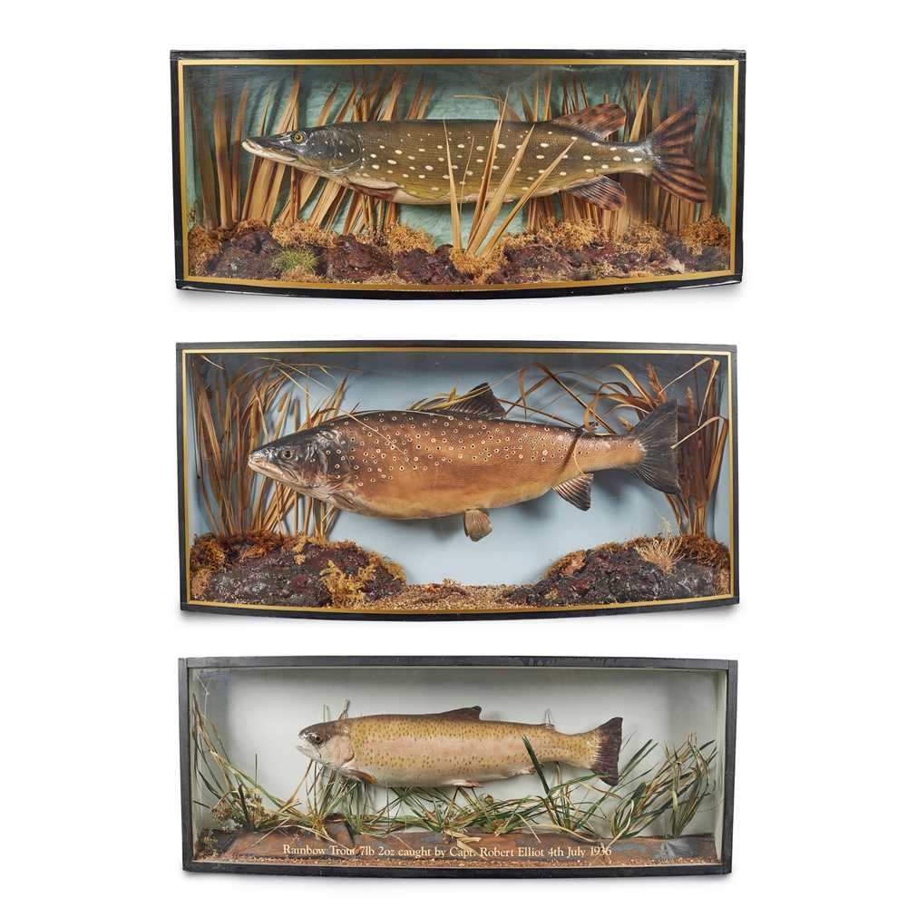 Appraisal: THREE BOWFRONT CASED FISH DIORAMAS TH CENTURY comprising a rainbow