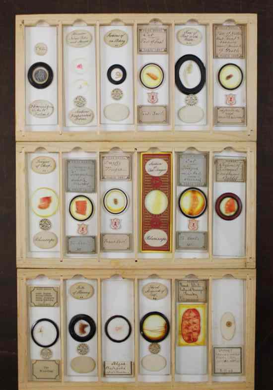 Appraisal: A collection of sixty eight Victorian microscope slides in original