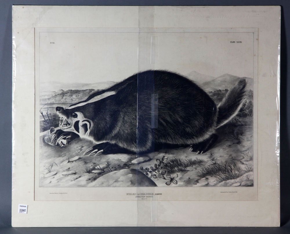 Appraisal: - Bowen American Badger Audubon Stone Litho American badger Audubon