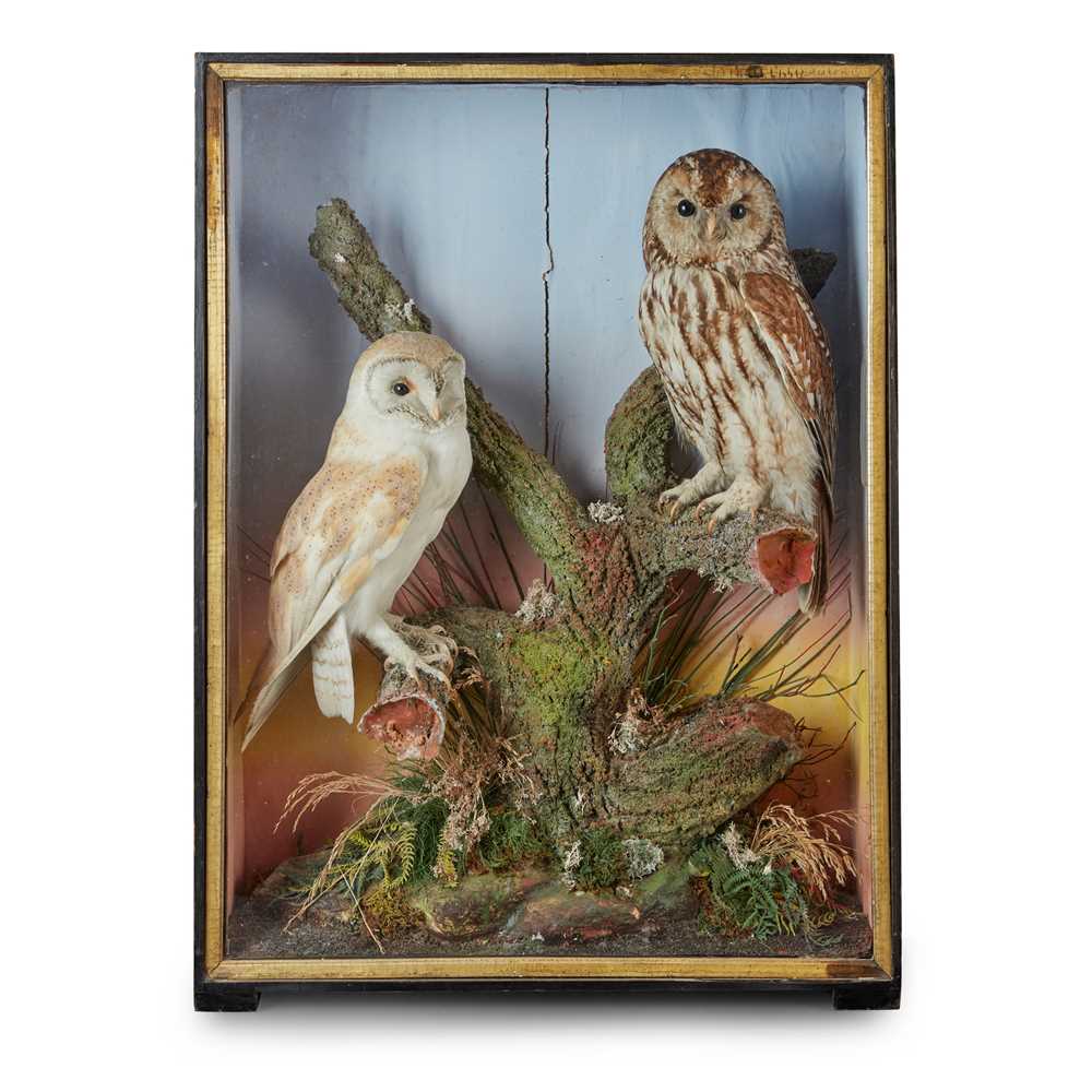 Appraisal: Y CASED TAXIDERMY OWL DIORAMA J HUTCHINGS ABERYSTWYTH LATE TH