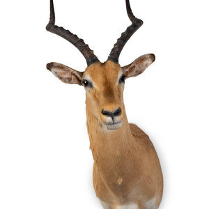 Appraisal: A Shoulder Mount Taxidermy Impala Height inches