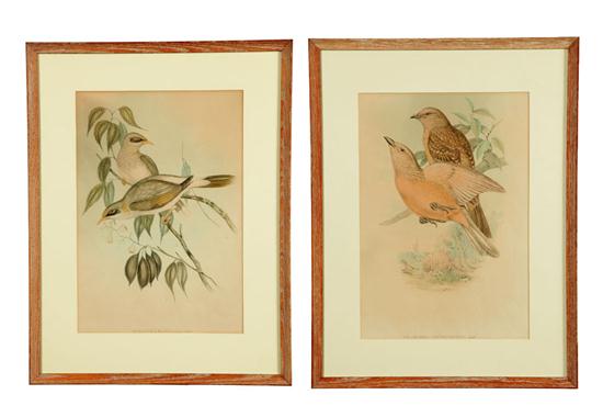 Appraisal: TWO BIRD PRINTS AFTER JOHN GOULD ENGLAND - Hand colored