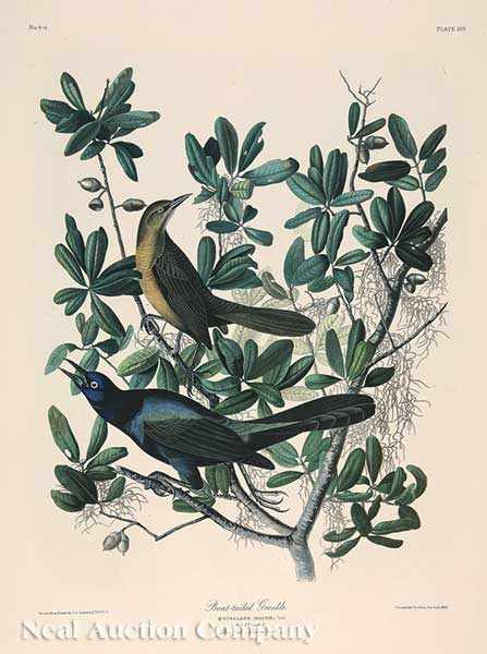 Appraisal: John James Audubon American - Boat Tailed Grackle Plate chromolithograph