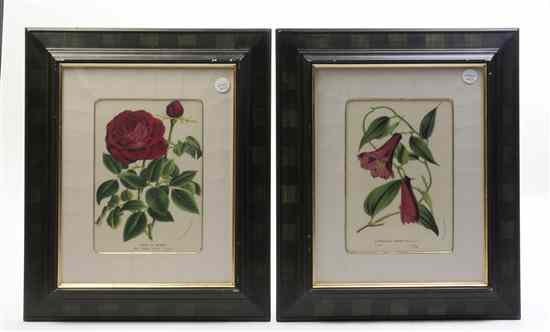 Appraisal: A group of two botanical engravings Rosier Il-Bourbon and Lapageria