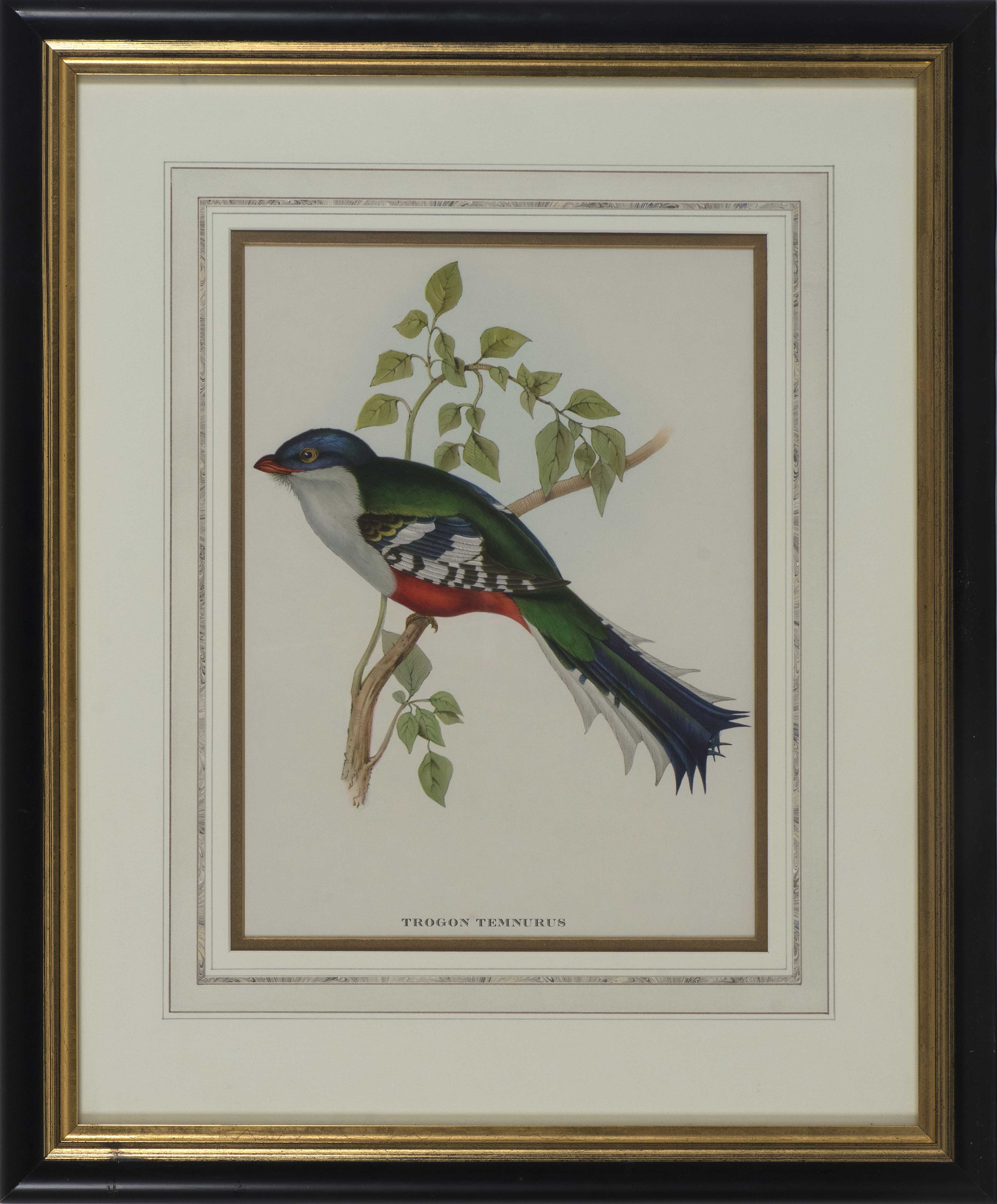 Appraisal: FRAMED PHOTOPRINT TROGON TEMNURUS th CenturyDepicts a colorful bird x