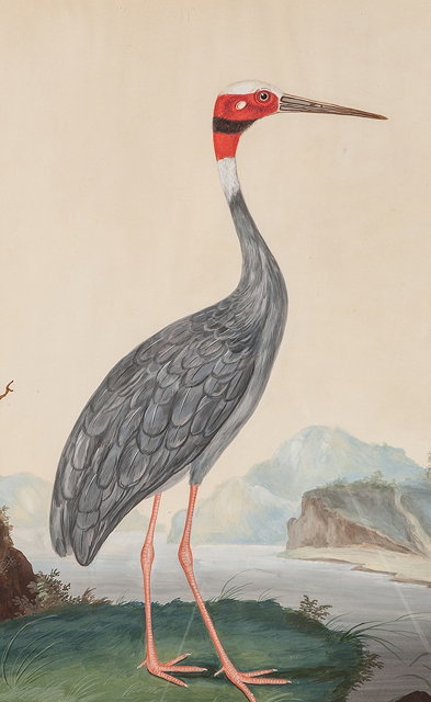 Appraisal: th Century SchoolOrnithological study of an Indian Sarus crane watercolour