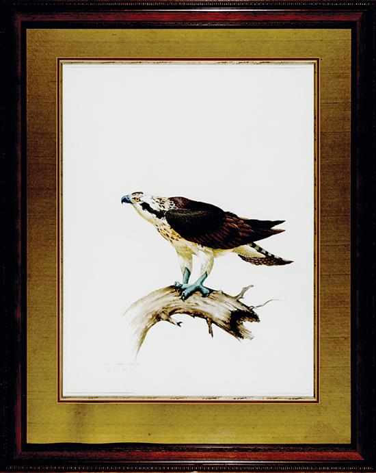 Appraisal: American school th century OSPREY PANDION HALIAETUS watercolor and gouache