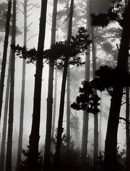 Appraisal: Brett Weston American - Monterey Pine and Fog California Gelatin