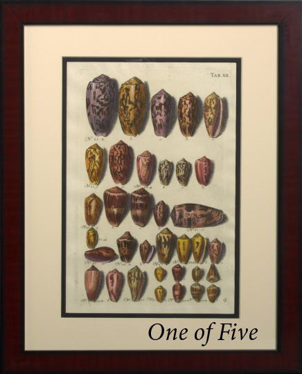 Appraisal: Continental School Mid- th Century Shells suite of five hand-colored