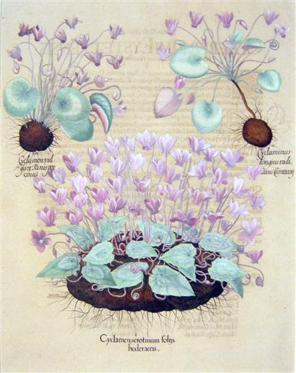 Appraisal: piece Hand-Colored Engraving Besler Basilius Cyclamen Hederaefolium Cyclamen Purpurascens ii