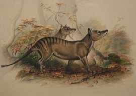 Appraisal: The Thylacine coloured lithograph x cm mounted with four additional