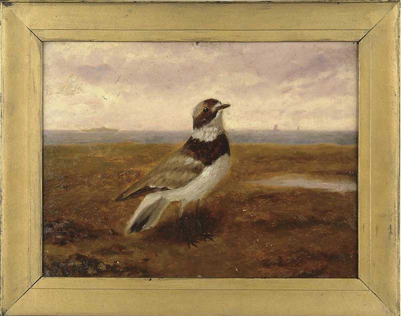 Appraisal: UNSIGNED American Early th Century PIPING PLOVER CAPE COD MARSHES