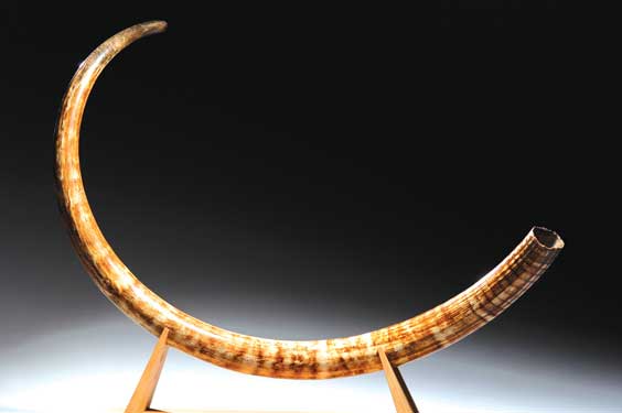 Appraisal: AN EXQUISITE WOOLLY MAMMOTH TUSK Mammuthus primigenius Pleistocene Tamyr Peninsula