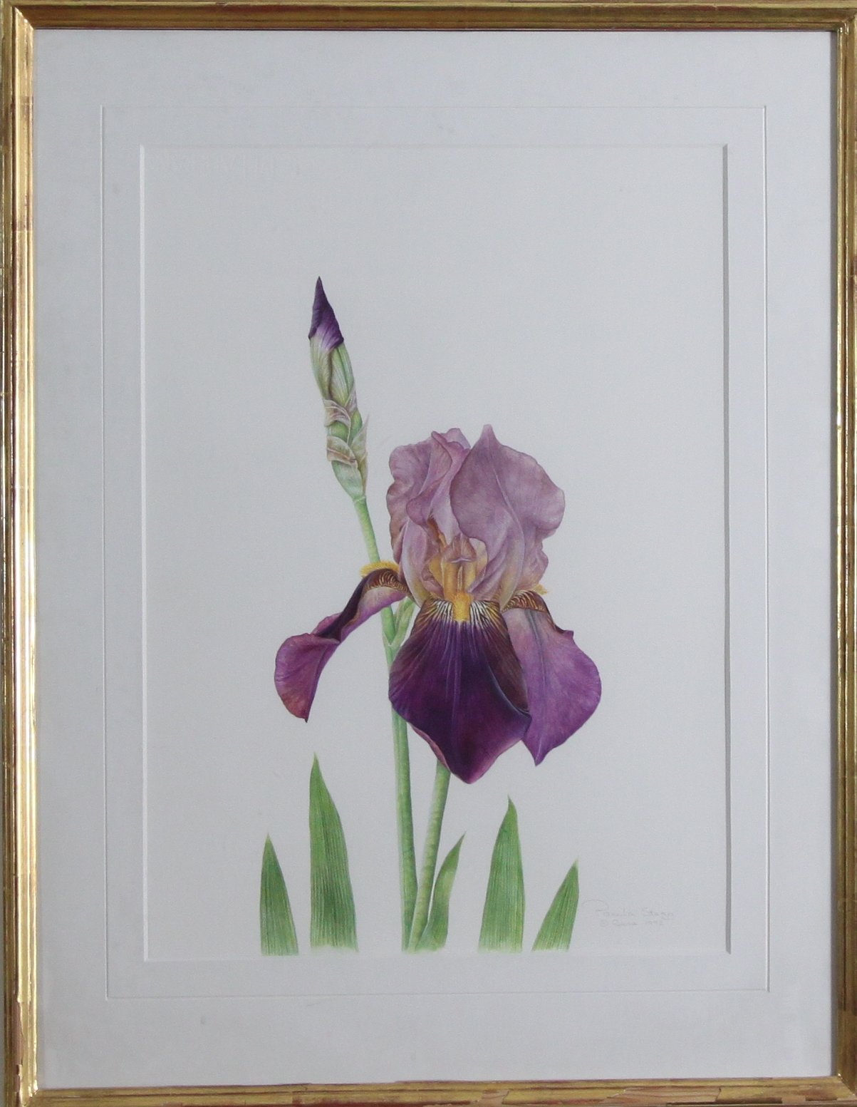 Appraisal: Paula Stagg Iris signed in pencil lower right Paula Stagg