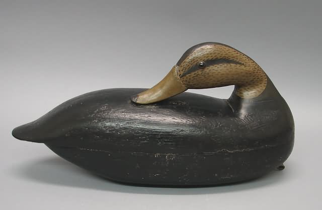 Appraisal: Hollow black duck decoy in sleeping position good condition marked