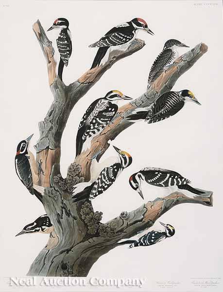 Appraisal: After John James Audubon American - Maria's Woodpecker Three-toed Woodpecker